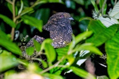 Dusky Nightjar [Antrostomus saturatus] 