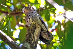 Great Potoo [Nyctibius grandis] 