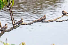 Sand-colored Nighthawk [Chordeiles rupestris rupestris] 