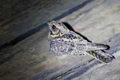 Montane Nightjar [Caprimulgus poliocephalus poliocephalus] 
