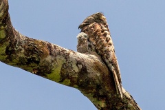 Great Potoo [Nyctibius grandis] 