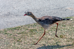 CARIAMIFORMES & FALCONIFORMES