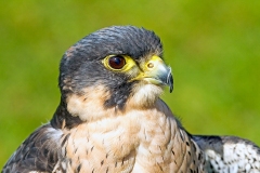 Peregrine Falcon [Falco peregrinus peregrinus] 