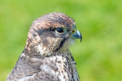 Saker Falcon [Falco cherrug cherrug] 