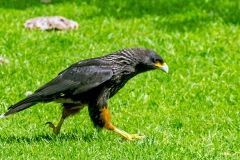 Striated Caracara [Phalcoboenus australis] 