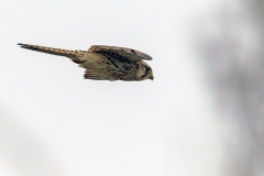 Common Kestrel [Falco tinnunculus tinnunculus] 