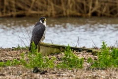 Peregrine Falcon [Falco peregrinus peregrinus] 