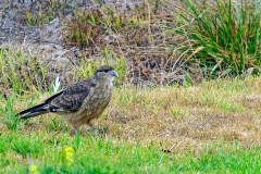 Chimango Caracara [Milvago chimango chimango] 