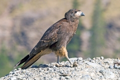 Mountain Caracara [Phalcoboenus megalopterus] 
