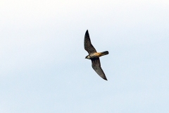 Eurasian Hobby [Falco subbuteo subbuteo] 