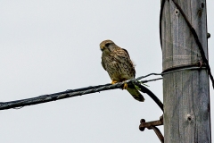 Common Kestrel [Falco tinnunculus tinnunculus] 