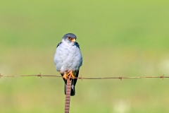 Amur Falcon [Falco amurensis] 