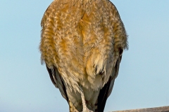 Chimango Caracara [Milvago chimango chimango] 