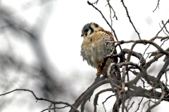 American Kestrel [Falco sparverius cinnamominus] 
