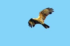 Yellow-headed Caracara [Milvago chimachima cordata] 