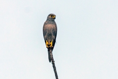 Grey Kestrel [Falco ardosiaceus]