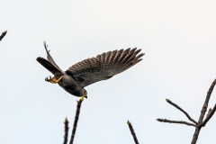 Grey Kestrel [Falco ardosiaceus]