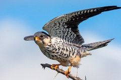 Amur Falcon [Falco amurensis]