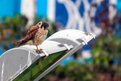 American Kestrel [Falco sparverius peruvianus] 