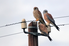 Lesser Kestrel [Falco naumanni]