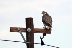 Lanner Falcon [Falco biarmicus biarmicus]