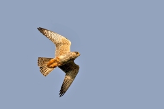 Red-footed Falcon [Falco vespertinus]