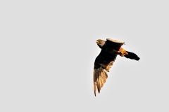 Red-footed Falcon [Falco vespertinus]