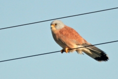 Lesser Kestrel [Falco naumanni]