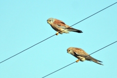 Lesser Kestrel [Falco naumanni]