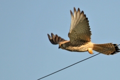 Lesser Kestrel [Falco naumanni]