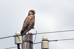 Greater Kestrel [Falco rupicoloides]