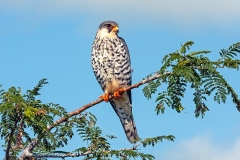 Amur Falcon [Falco amurensis]