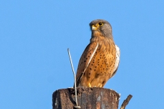 Rock Kestrel [Falco rupicolus] 