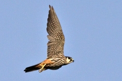 Eurasian Hobby [Falco subbuteo subbuteo]