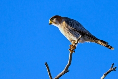 Red-necked Falcon [Falco chicquera horsbrughi]