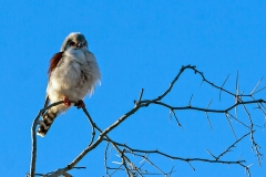 Pygmy Falcon [Polihierax semitorquatus semitorquatus]
