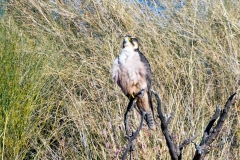 Lanner Falcon [Falco biarmicus biarmicus]