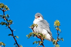 Pygmy Falcon [Polihierax semitorquatus semitorquatus]
