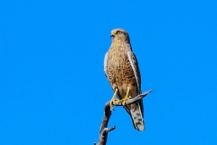 Greater Kestrel [Falco rupicoloides]