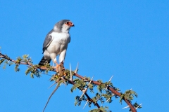 Pygmy Falcon [Polihierax semitorquatus semitorquatus]