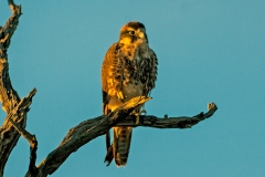 Lanner Falcon [Falco biarmicus biarmicus]