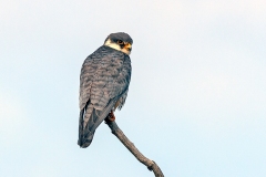 Amur Falcon [Falco amurensis]