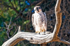 Lanner Falcon [Falco biarmicus biarmicus]