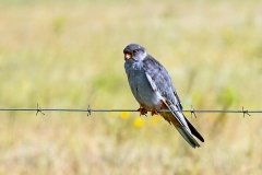 Amur Falcon [Falco amurensis]