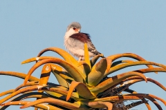Pygmy Falcon [Polihierax semitorquatus semitorquatus]