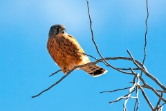 Rock Kestrel [Falco rupicolus]