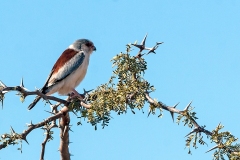 Pygmy Falcon [Polihierax semitorquatus semitorquatus]