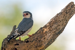 Pygmy Falcon [Polihierax semitorquatus castanonotus] 
