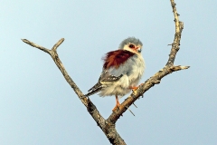 Pygmy Falcon [Polihierax semitorquatus castanonotus] 