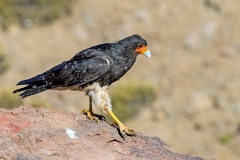 Mountain Caracara [Phalcoboenus megalopterus] 